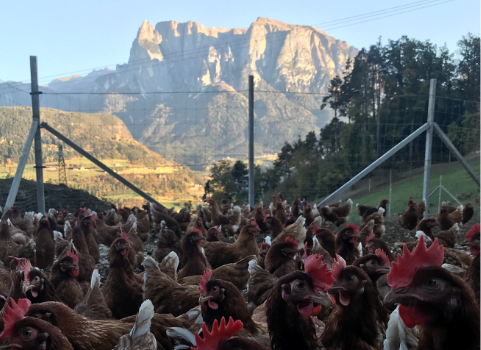 Freilandhühner vor Schlern Südtirol